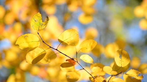 Beautiful Yellow Autumn Leaves Backlit alt
