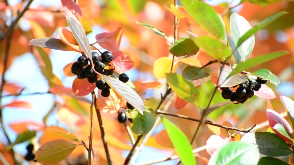 Aronia Autumn On a Sunny Day alt