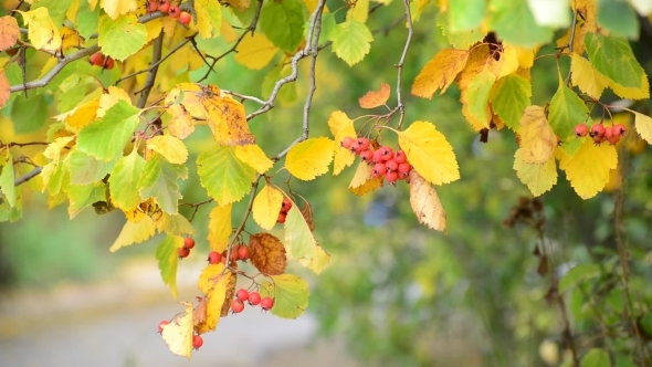 Hawthorn Autumn With Berries And Yellow Leaves alt