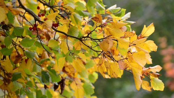 Hawthorn Autumn With Berries And Yellow Leaves alt