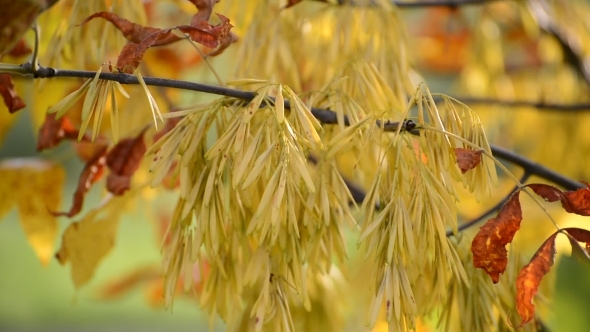Acer Negundo Autumn With Yellow Leaves alt