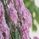 Hydrangea Flowers - VideoHive Item for Sale
