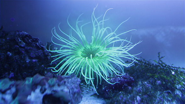 Tube-Dwelling Anemones alt