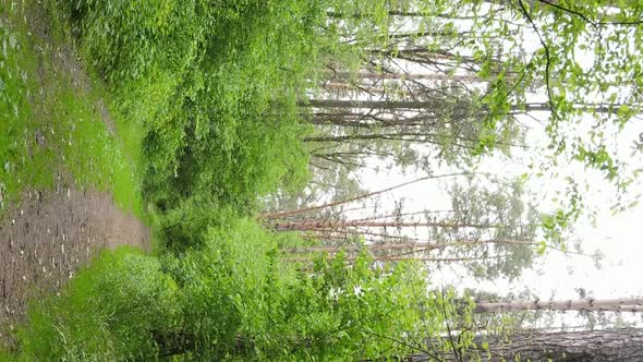 Vertical Video of a Beautiful Green Pine Forest on a Summer Day Slow Motion alt