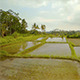 Rice Fields 8 - VideoHive Item for Sale