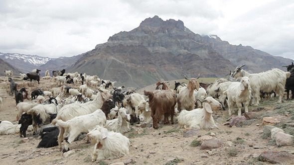 Mountain Goats Spiti Valley alt