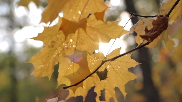 Autumn Leaves On The Wind  Blur Forest Background