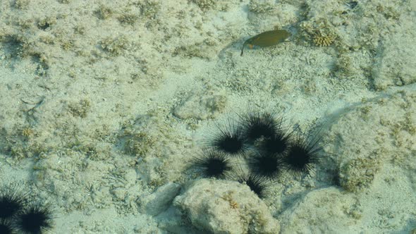 Yellow Boxfish swimming by a group of Sea Urchins -underwater alt
