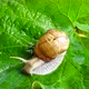 Shooting of Garden Snail 3 - VideoHive Item for Sale