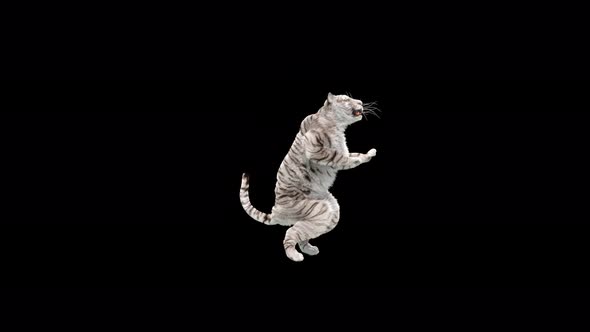 White Tiger Dancing 4K alt