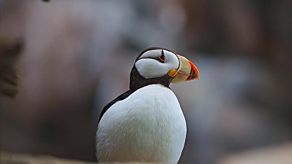 Puffin
