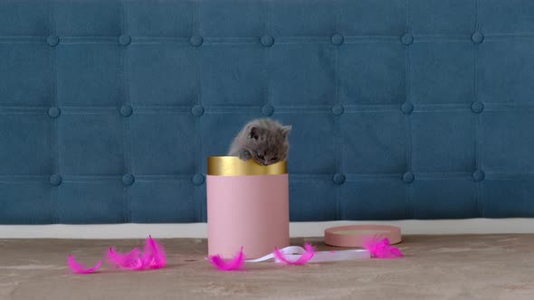 A small grey Scottish kitten climbs out of a round gift box. Nice gift.