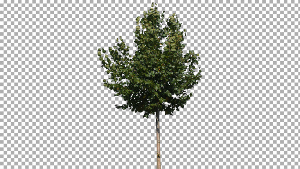 Real Tree Isolated on the Wind 15