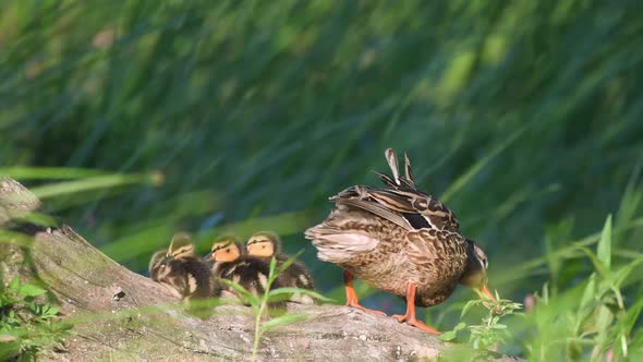 mother duck ( mallard duck, anas platyrhynchos ) with ducklings