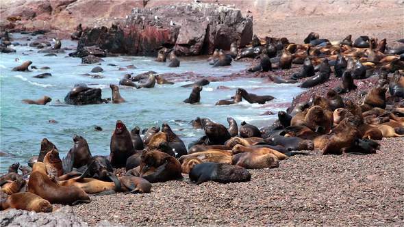 Sea lions