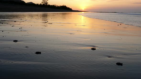 Atlantic Ridley sea Baby Turtles Crossing the Beach at Sunrise
