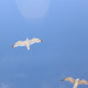 Seagull Flying Seagull Flying - VideoHive Item for Sale