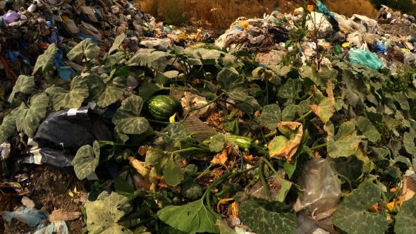 Green Melon Growing On A Heap Of Garbage 