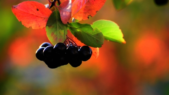 Aronia Autumn On a Sunny Day alt