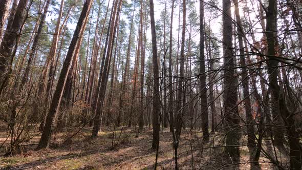 Inside a Pine Forest By Day Slow Motion alt