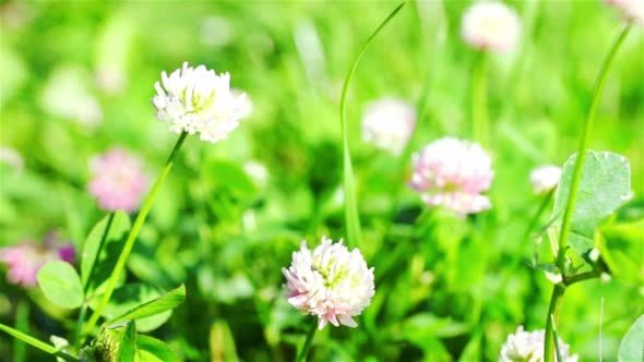 Clover In The Wild Field Of Green Grass