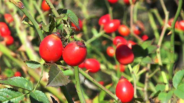 Red Rose Hips