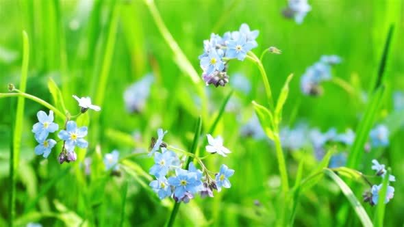 Beautiful Blue Forget-me-not Flowers at Field