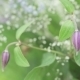 Decoration Of Flowers - VideoHive Item for Sale