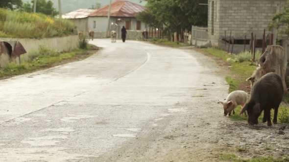 Morning In Mountain Village alt