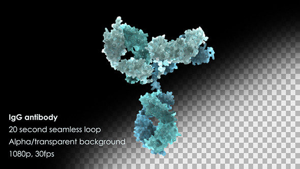 Immunoglobulin G (IgG) Antibody Rotating