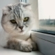 Ash Cat Sitting On The Window. Concept: Warmth - VideoHive Item for Sale