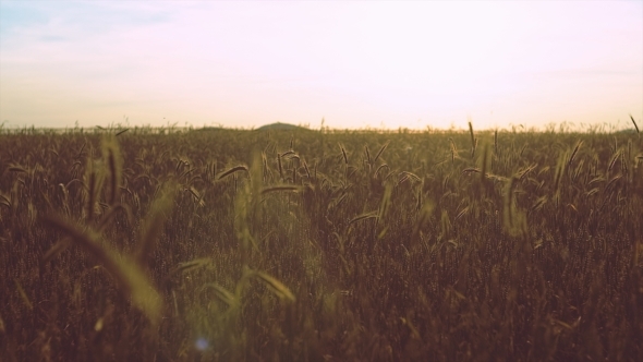 Wheat Field Illuminated By Rays Of The Setting Sun, Stock Footage ...