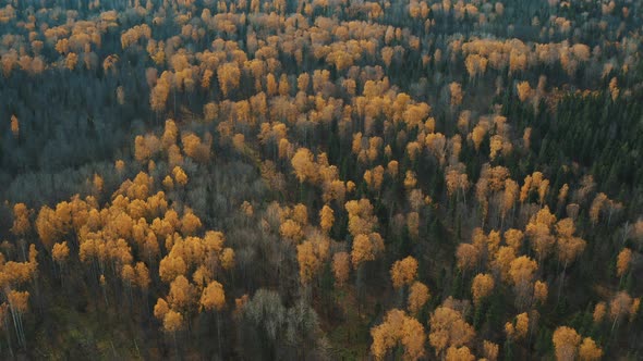 Aerial View of Colorful Larch Forest in Autumn Season. Yellow and Green Trees. Over Alpine Mountain alt