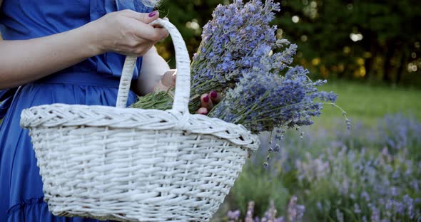 Close Up Female with Wicker Basket Stay in Blooming Lavender Field on Summer Day and Puts a Bouquet alt