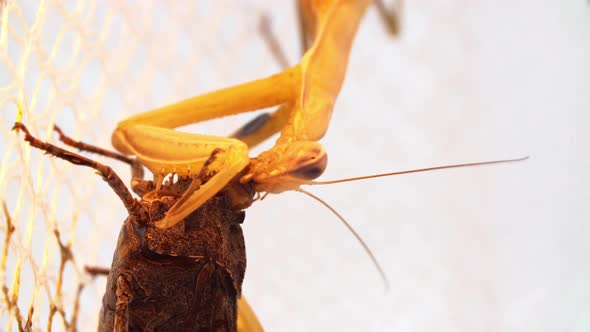 Praying Mantis Is Moving It's Mandibules To Eat Locust's Huge Head alt