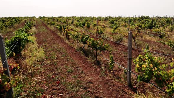 Rows of Grapevines Growing in Rural Countryside alt