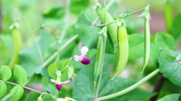 Green Sweet Pea Pod With Flower
