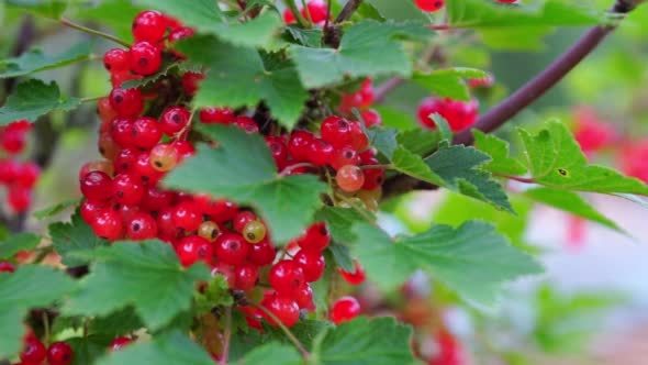 Redcurrant (Red Currant, Ribes rubrum) berries