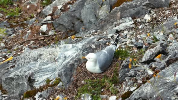 Seagul Sitting on Nest Hatching
