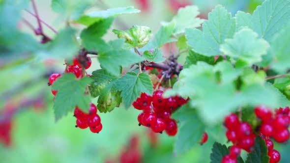 Redcurrant (Red Currant, Ribes Rubrum) Berries