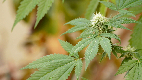 Leaves and Bud of Marijuana alt