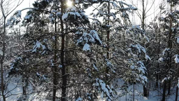 Aerial Shot Flying Through Winter Snow Crown Trees with Sun Shining Sun Beams Wonderful World