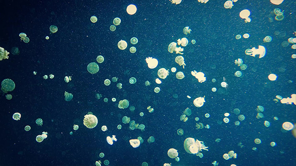 Countless Tiny Jellyfish Swimming Around alt