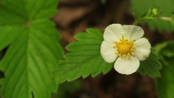 Flower Of Wild Strawberry