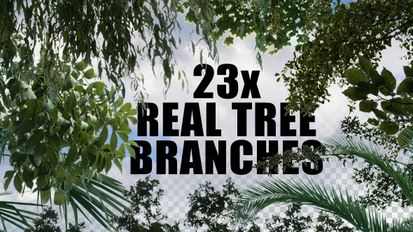 23x Real Tree Branches