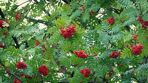 Berry Bunches On Tree In The Wind alt