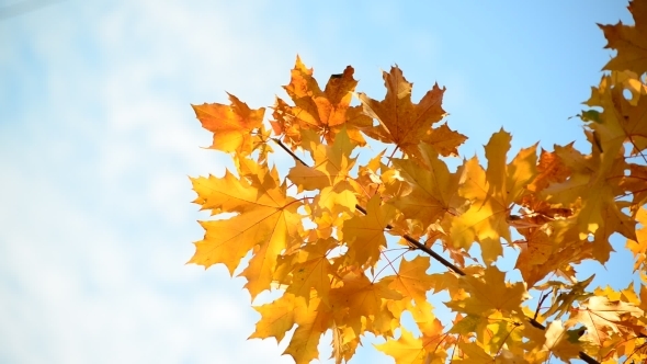 Beautiful Autumn Maple Leaves On  Sunny Day