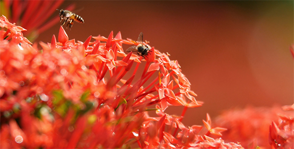 Bee and Ixora Flower