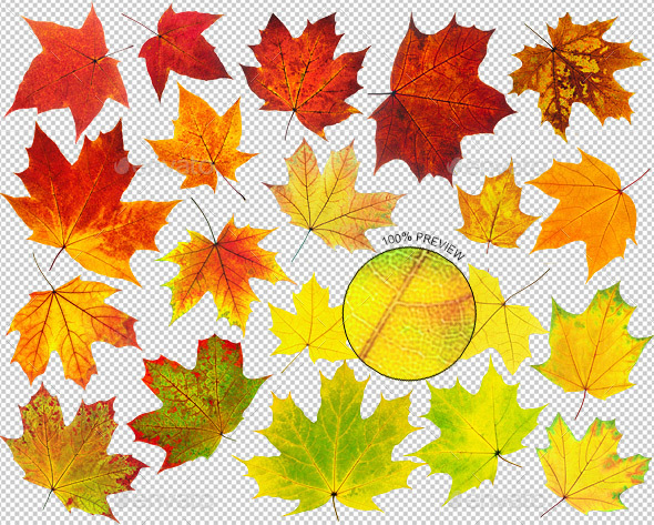 Colorful Maple Leaves - Nature & Animals Isolated Objects