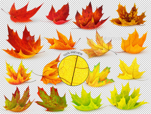 16 Autumn Maple Leaves - Nature & Animals Isolated Objects
